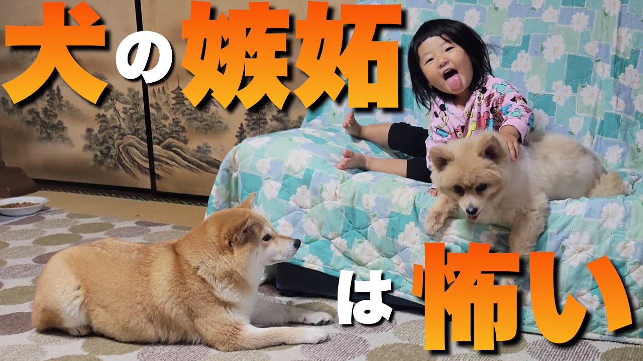 15歳のポメラニアンがチヤホヤされ、嫉妬に狂ってブチギレる柴犬