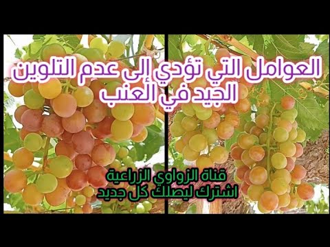 العوامل التي تؤدي إلى عدم التلوين الجيد في العنب حصريا علي قناة الزواوي الزراعية