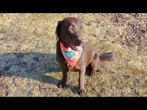 How To Put A Bandana On A Dog - YouTube