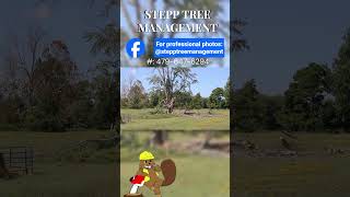 #STM: 9-27-25 #shorts #tree #chainsaw #wood #arkansas #arborist #treecutting #woodworking