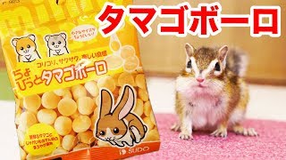 シマリスモモさんタマゴボーロに挑戦！/Squirrel eats eggs bolo !
