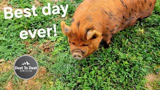 Lonely pig gets out of Pin for first time 😲 Lonely pig gets out of Pin for first time 😲
