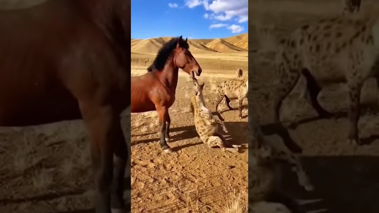 Unexpected Turn Of Events As A Horse Surprises The Approaching Hyena Pack