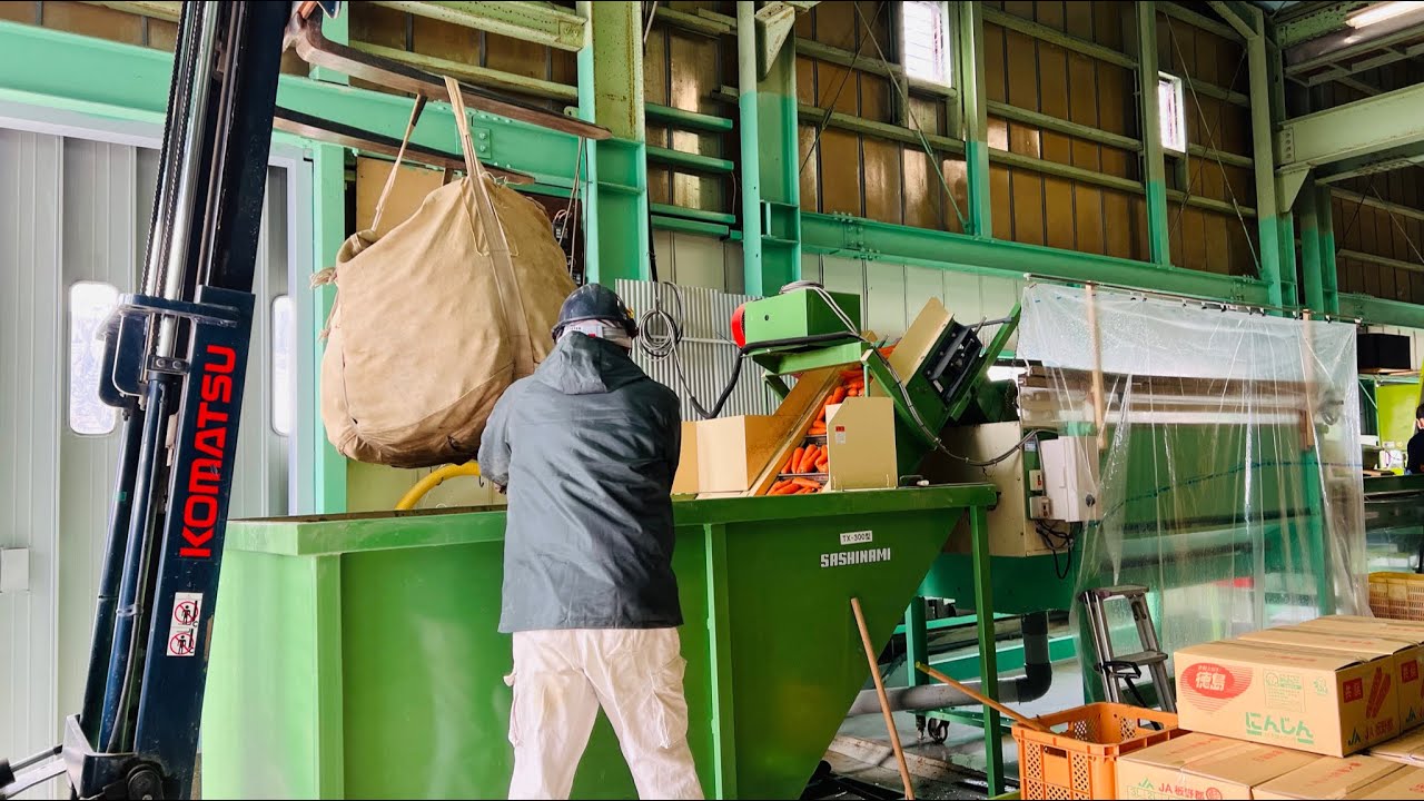 春にんじんの収穫・2022🥕