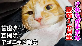 家猫1ヶ月生茶々まる色んなケアをされるがままに身を任せる