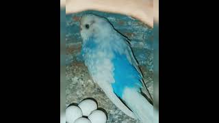 #budgies parrot#breeding #progress (short video)