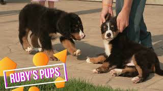 Ruby Yoder's Bernese Mountain Dog Puppies