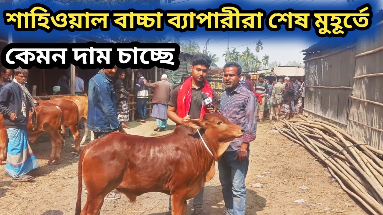 ৭ফেব্রুয়ারি ২০২৬| আমবাড়ি হাটে শাহীওয়াল বাচ্চা হাটের শেষ মুহূর্তে|কেমন দামে বেচাকেনা হচ্ছে দেখুন!