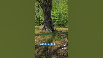 Tree Hugging 101 #tree #trees #treehugger #treehugging #God #treeoflife