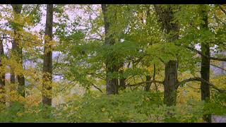 4K Relaxing Fall Scenery in Middle Tennessee | Slow Motion Falling Leaves for Relaxation