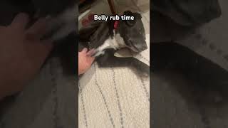 Belly Rub Time