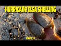 SHELLING Post Hurricane ELSA, Navarre Beach, Revisited