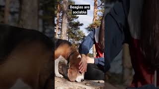 Thee things you should know before getting a beagle