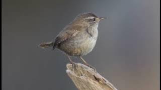 Winter wren song (Chistothorus Palustris)