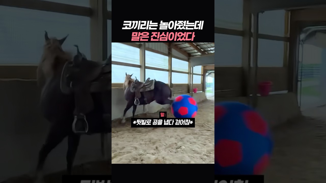 코끼리는 놀아줬는데 말은 진심이었다