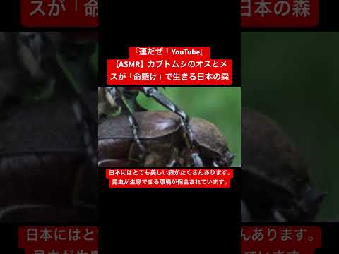 【ASMR】カブトムシのオスとメスが「命懸け」で生きる日本の森 #sdgs #クワガタ #虫の音 #insects #sound #昆虫 #bug #yt #mating #courtship