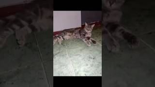 🙀😁 #Cat #Shortscats #Tiktok #Смех #Ржачныевидео #Приколы