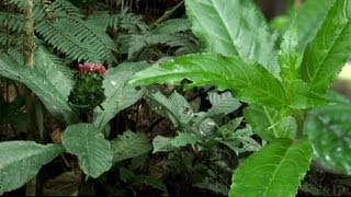 Pico de loro * Heliconia spp