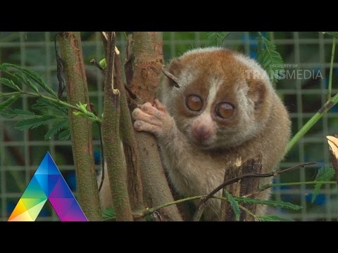 Hewan Langka Yang Dilindungi DUNIA BINATANG 22 JANUARI 2020 HEWAN LANGKA INDONESIA  Hewan Langka Yang Dilindungi DUNIA BINATANG 22 JANUARI 2020 HEWAN LANGKA INDONESIA