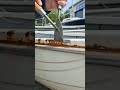 #asmr #asmrsounds #highlights #everyone #subscribemychannel   cleaning a rusty boat