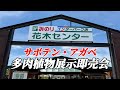 【園芸店】アガベ・サボテンが多い店舗で開催される即売会が更に熱い！ドライガーデン好きにもオススメの場所でお買い物。