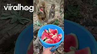 Monkeys Receive A Watermelon Treat || Viralhog