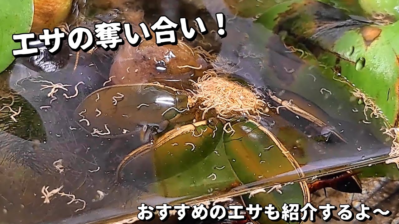 ゲンゴロウのエサやり 毎日がお祭り騒ぎです(笑) - YouTube