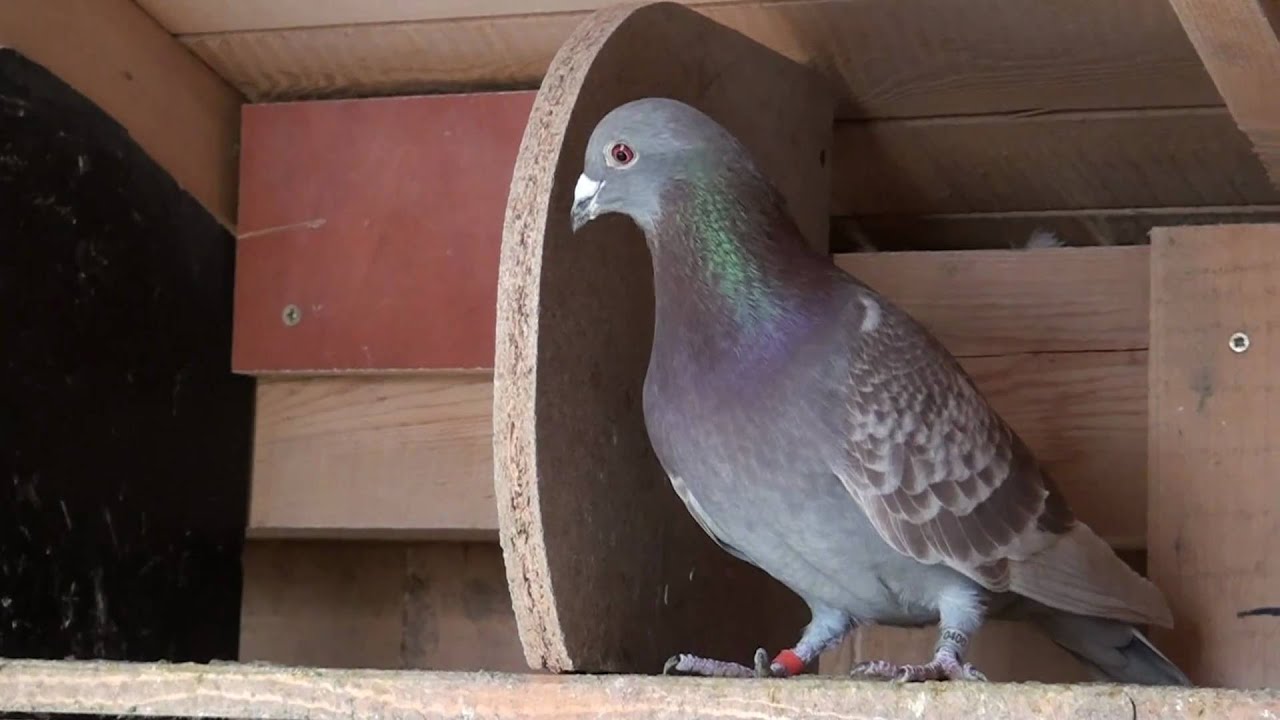 poštovní holubi Chomutov,únor,po návratu z 30min proletu