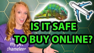 Is it safe to buy a chameleon online? by Neptune the Chameleon 1,752 views 9 months ago 7 minutes, 9 seconds