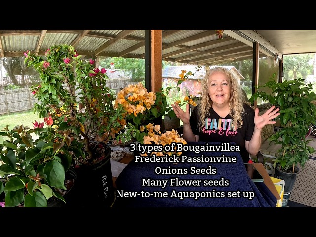 Buying 3 different types of Bougainvillea, Frederick Passionvine