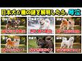 日本犬６種それぞれの謎を解明したら、泣いてしまいました