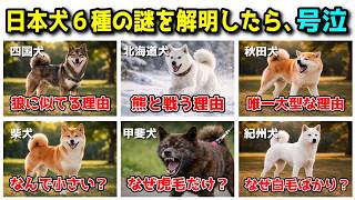 日本犬６種それぞれの謎を解明したら、泣いてしまいました