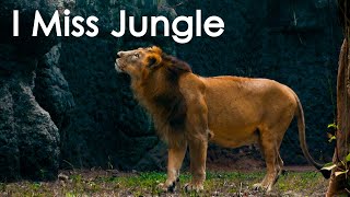 Lion Misses Jungle