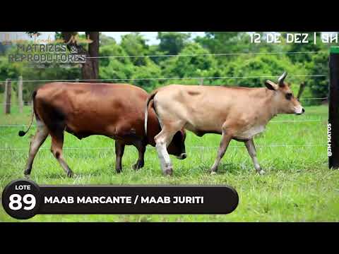 LOTE 89   MAAB MARCANTE, MAAB JURITI