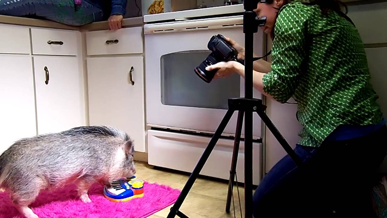 Behind The Scenes Mini Pig Thimbles Nat Geo Shoot! Playiong Guitar