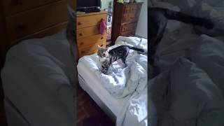 Cat Plays Fetch And Runs After Ball Like Dog