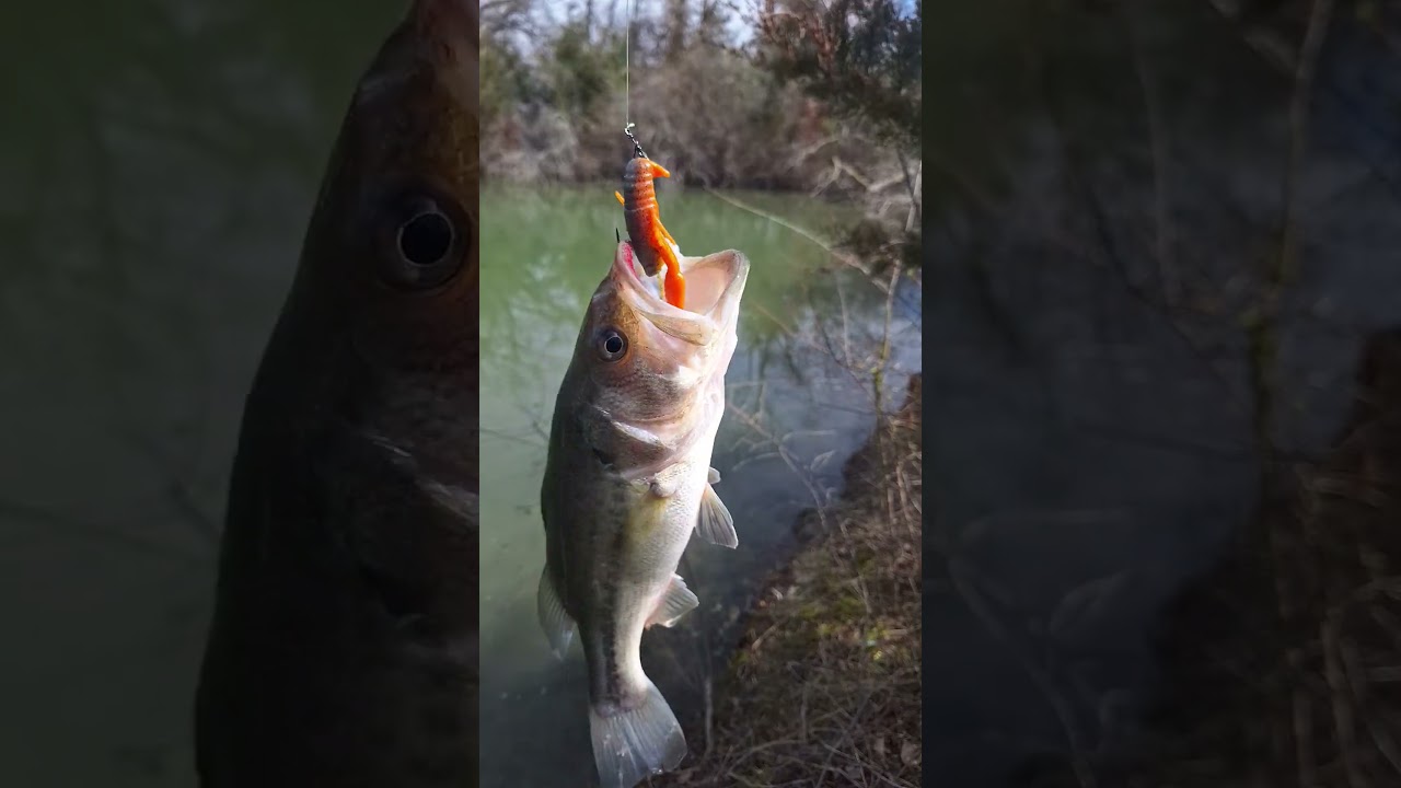 Yum Crawbug is Fire in early spring. 