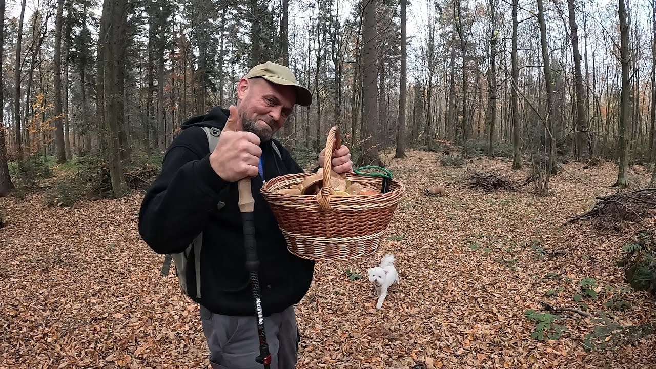 Кошик повен по край!  4 листопада 2025 назбирали грибів! Неймовірно!