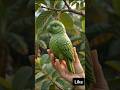 Parrot Guava Mold Magic 🦜🍈 #Shorts #FruitMold #GuavaArt #Viral #AIVideo