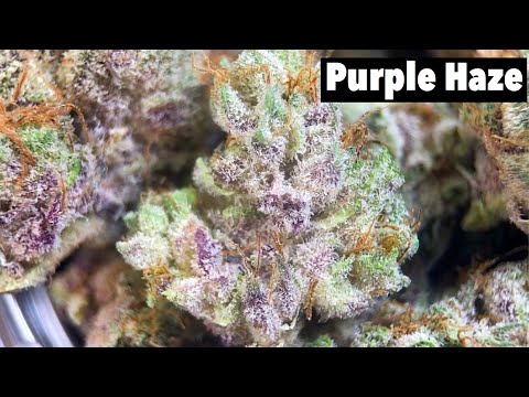 Smoking Purple Haze! Best Strain EVER?