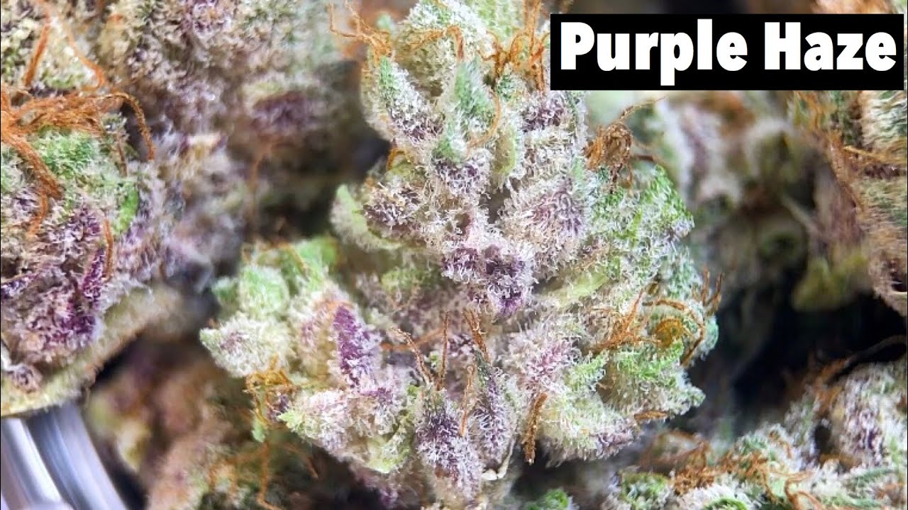 Smoking Purple Haze! Best Strain EVER?
