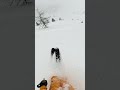 Snow storm next Week? #ski #pov #freeride #skiing #freeriding #powder #snow