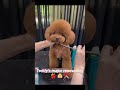 Today's beauty guest is a teddy dog ✂️🐶 #petgrooming #dog #doglife #dogshorts