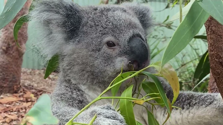 Koala Re wilding Project WildArk