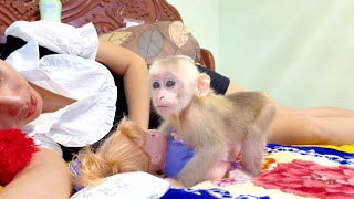 Baby monkey Miker like to with mommy and his doll