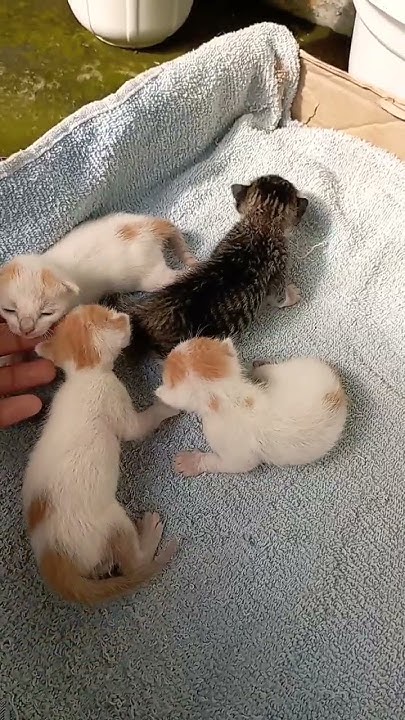 8 Days old kittens enjoying the morning light cats newbornkitten