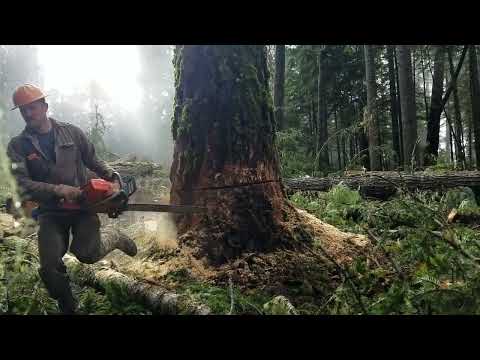Big side loaded Douglas Fir leaner
