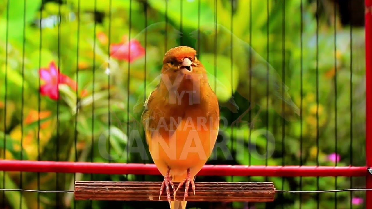 Canto lindo em HD do canário belga — perfeito para treinar e estimular o acasalamento! 244