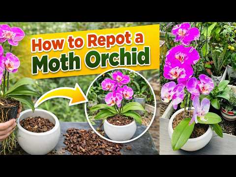How to Repot a Moth Orchid