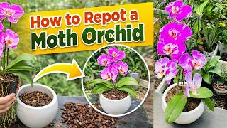How to Repot a Moth Orchid